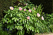 PAEONIA REINE DE MAI