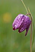 FRITILLARIA MELEAGRIS