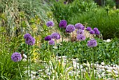 ALLIUM HOLLANDICUM PURPLE SENSATION