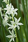 ORNITHOGALUM NUTANS