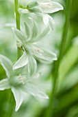 ORNITHOGALUM NUTANS