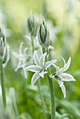 ORNITHOGALUM NUTANS