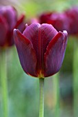 TULIPA NATIONAL VELVET