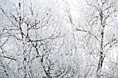 HOAR FROST ON WINTER TREES