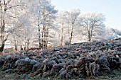 FROSTED BRACKEN PTERIDIUM AQUILINUM