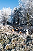 HOAR FROST ON WINTER TREES