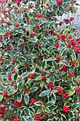 ILEX ALTACLERENSIS GOLDEN KING