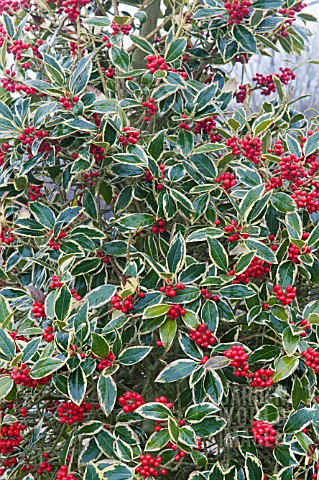 ILEX_ALTACLERENSIS_GOLDEN_KING