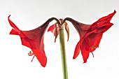 AMARYLLIS RED LION