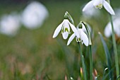 GALANTHUS NIVALIS