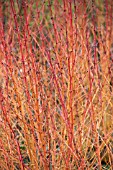 CORNUS SANGUINEA MIDWINTER FIRE