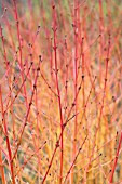 CORNUS SANGUINEA MIDWINTER FIRE