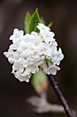 VIBURNUM GRANDIFLORUM