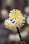 EDGEWORTHIA CHRYSANTHA