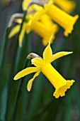 NARCISSUS PEEPING TOM