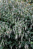 GARRYA ELLIPTICA