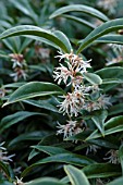 SARCOCOCCA HOOKERIANA