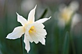 NARCISSUS WP MILNER