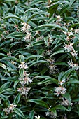 SARCOCOCCA HOOKERIANA