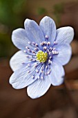 HEPATICA TRANSSILVANICA