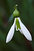 GALANTHUS TROTTERS MERLIN