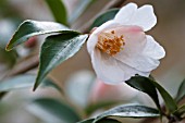 CAMELLIA CORNISH SNOW