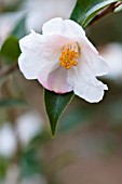 CAMELLIA CORNISH SNOW