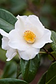 CAMELLIA X WILLIAMSII FRANCIS HANGER