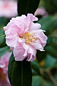 CAMELLIA X WILLIAMSII EXALTATION