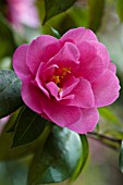 CAMELLIA PHYL DOAK CAMELLIA SALUENSIS X CAMELLIA RETICULATA