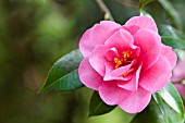 CAMELLIA PHYL DOAK CAMELLIA SALUENSIS X CAMELLIA RETICULATA