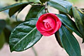 CAMELLIA JAPONICA RUBESCENS MAJOR