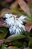 YPSILANDRA THIBETICA