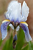 IRIS FLORENTINA