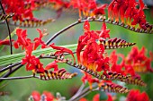 CROCOSMIA LUCIFER