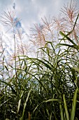 MISCANTHUS SINENSIS SILBERFEDER