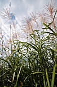 MISCANTHUS SINENSIS SILBERFEDER