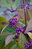 CALLICARPA BODINIERI VAR GIRALDII PROFUSION