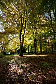 FAGUS SYLVATICA AUTUMN LEAVES BATSFORD ARBORETUM