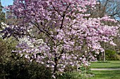 PRUNUS ACCOLADE AT RHS GARDEN WISLEY