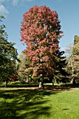 LIQUIDAMBAR STYRACIFLUA AT BATSFORD ARBORETUM