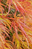 ACER PALMATUM VAR DISSECTUM