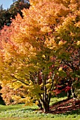 ACER PALMATUM SANGO KAKU AT BATSFORD ARBORETUM