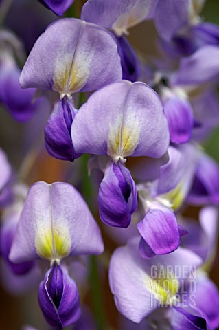 WISTERIA_FLORIBUNDA_DOMINO_ISSAI