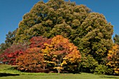 BATSFORD ARBORETUM AUTUMN COLOUR