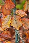 FAGUS SYLVATICA