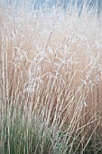 STIPA GIGANTEA