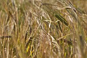 HORDEUM VULGARE