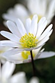 ANEMONE BLANDA WHITE SPLENDOUR