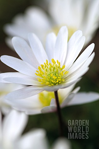 ANEMONE_BLANDA_WHITE_SPLENDOUR